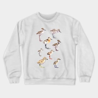 Shorebird chicks Crewneck Sweatshirt